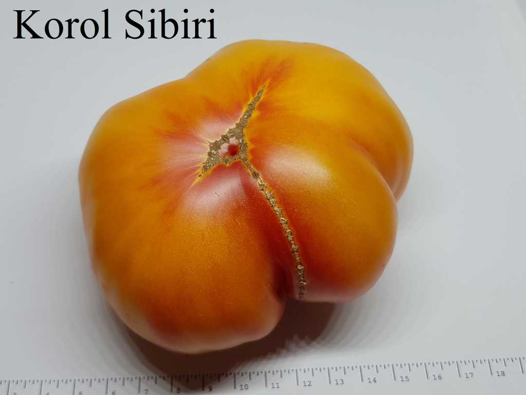 Korol Sibiri